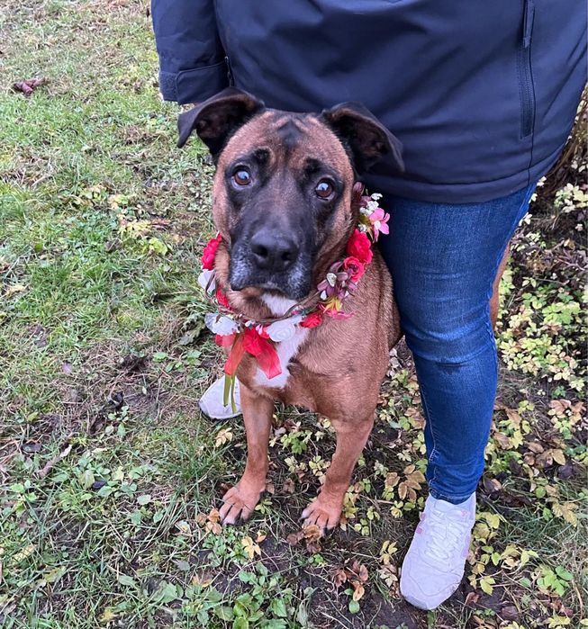 Puma w typie boksera pilnie szuka domu