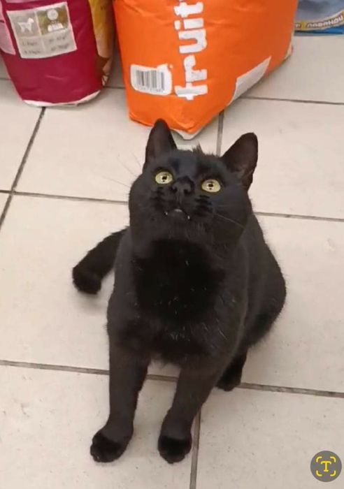 Срочно отдам черного молодого кота, угрожают завезти