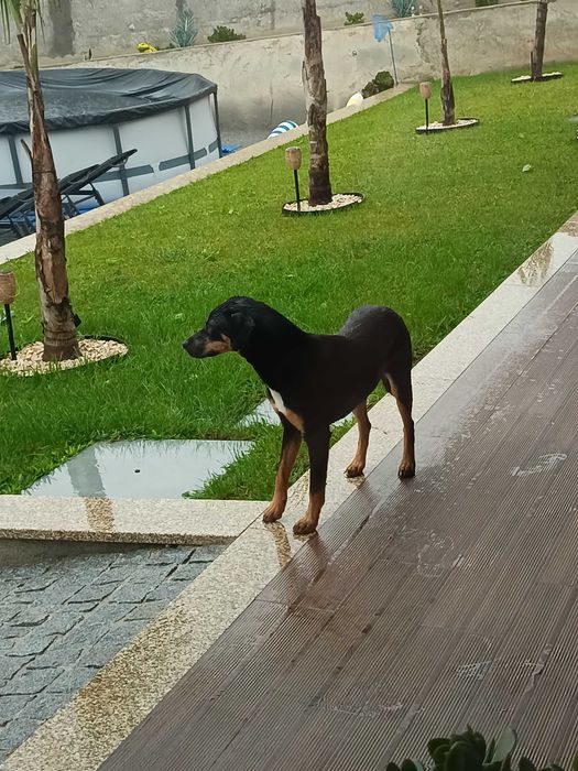 Adoção animal responsável