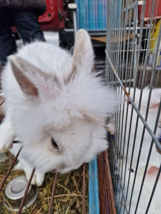 Кролик декоративний