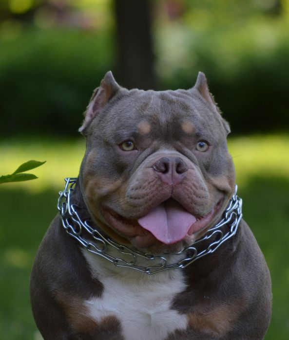 Американский Булли. Вязка