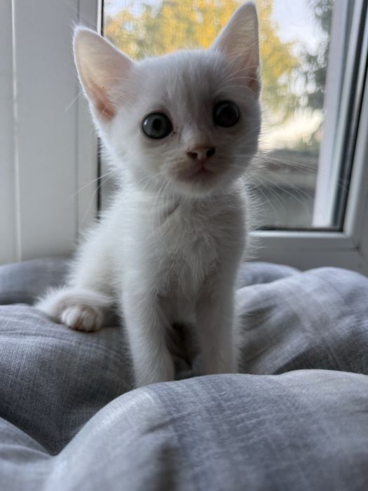 Кошенята у добрі руки