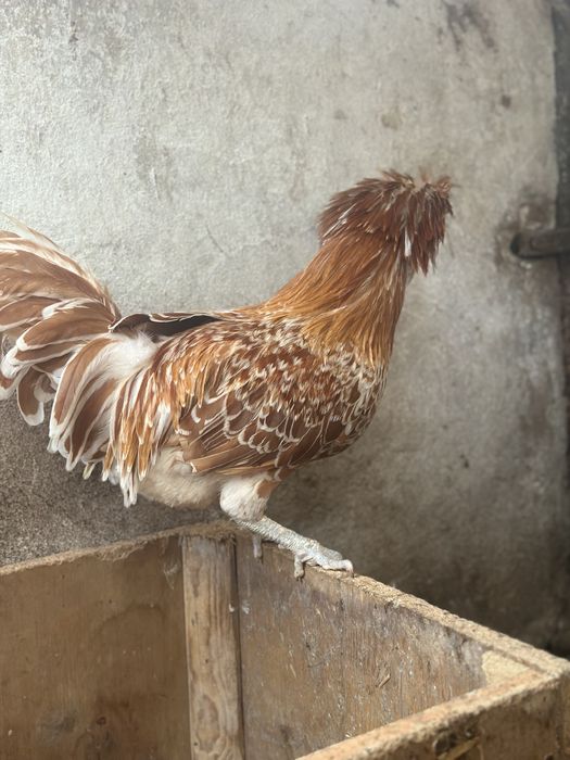 Kogut czubatka polska wielbłądzia olbrzymia