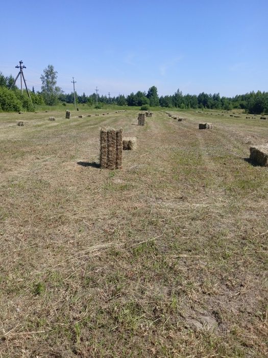 Тюки сіна для фотозони.