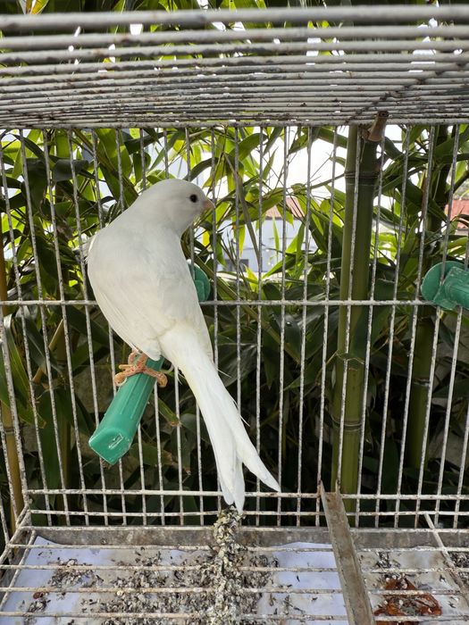 Troco Canário Branco Galador por Pintassilgo Galador