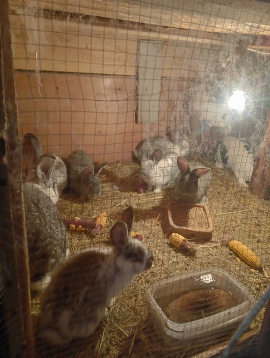 Króle króliki mieszańce