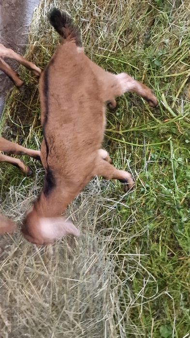 Sprzedam koziołka anglonubijskiego