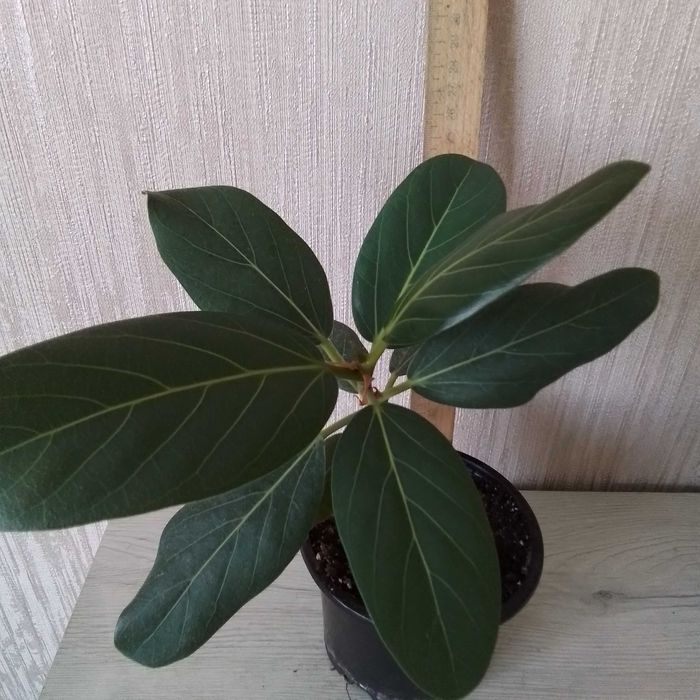 Фікус 150 , набір 200