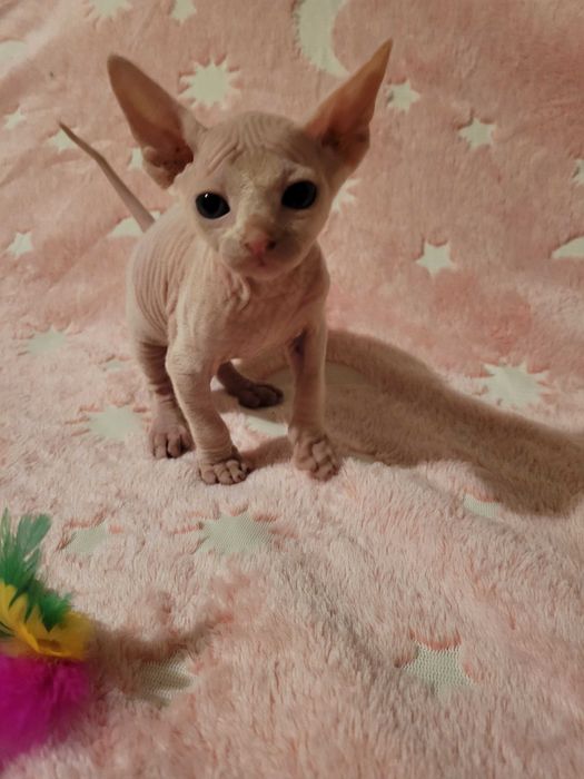 Канадський сфінкс