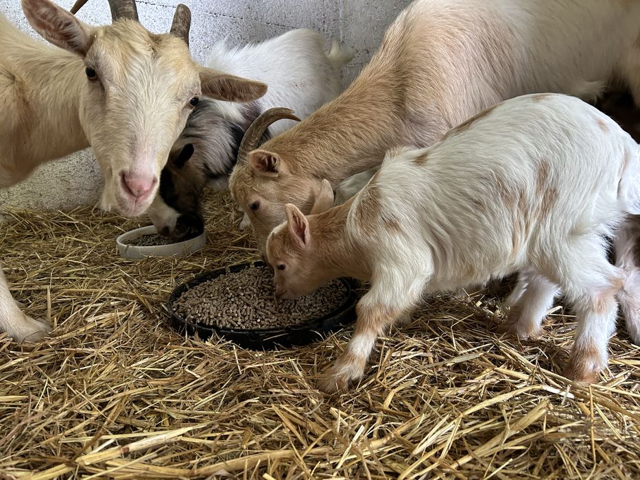 Para venda 2 casais de cabras 3meses