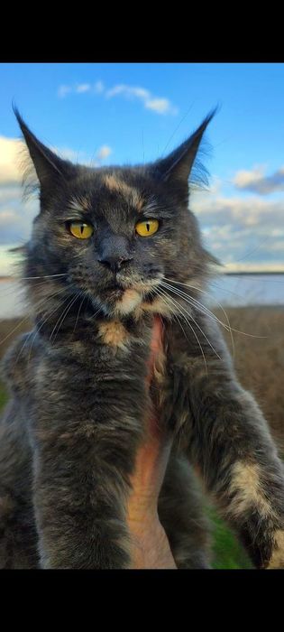 Котята мейнкуны кошечки и котики