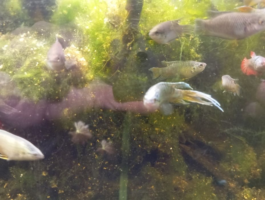 Macropodus spechti paraíso negro