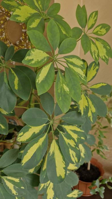 Шефлера, висотою 1.60 м