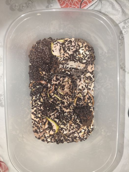 Жук знахарь колония