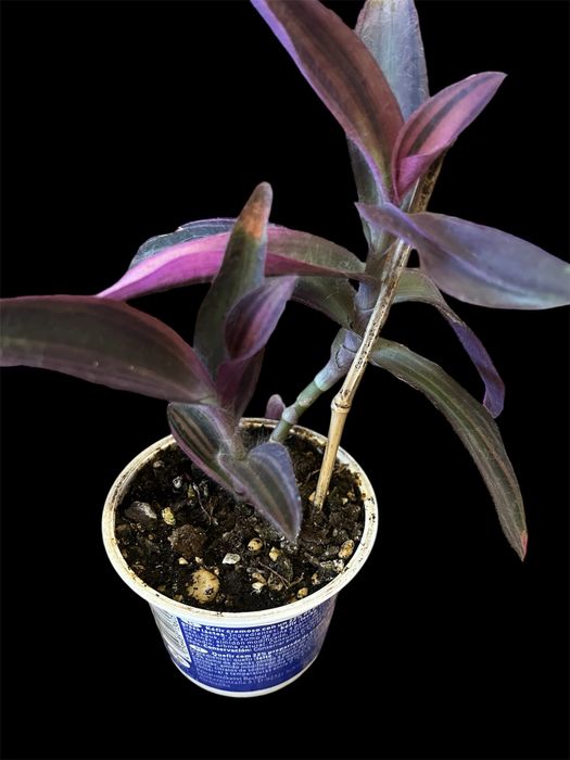 Varias tradescantias