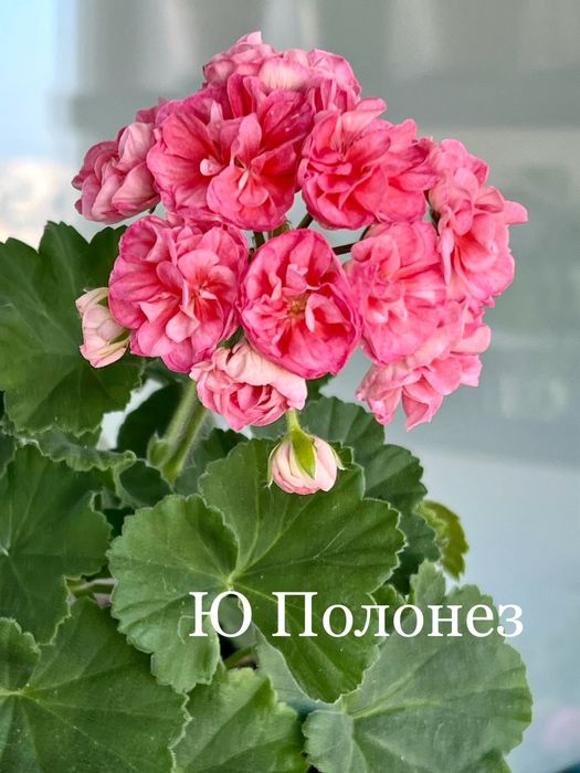 Пеларгоніі сортові зональні