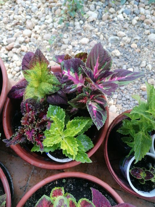 Cztery różne pokrzywki