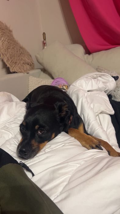 Sunia Tosia szuka domu. Adopcja darmowa
