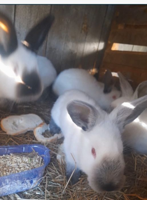 Кроликі каліфорнія