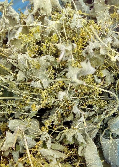 500г Манжетка Приворотень суха трава