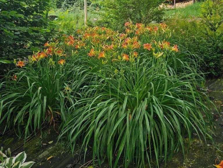 Liliowce rdzawe - ukorzenione sadzonki, w doniczkach