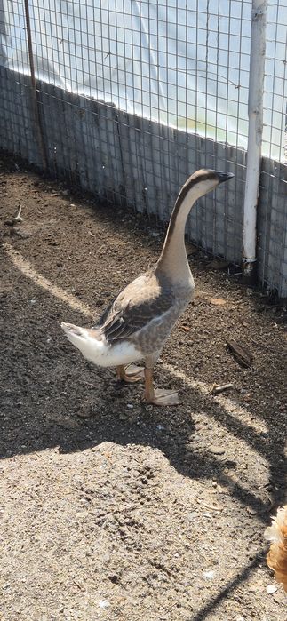 Ganso guine peru pavão