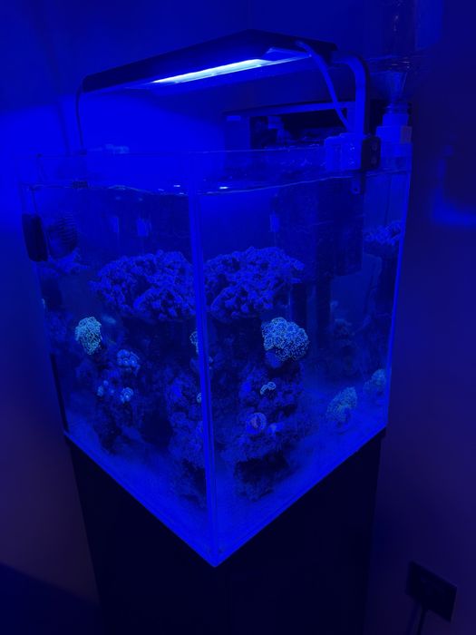 Akwarium morskie 49l