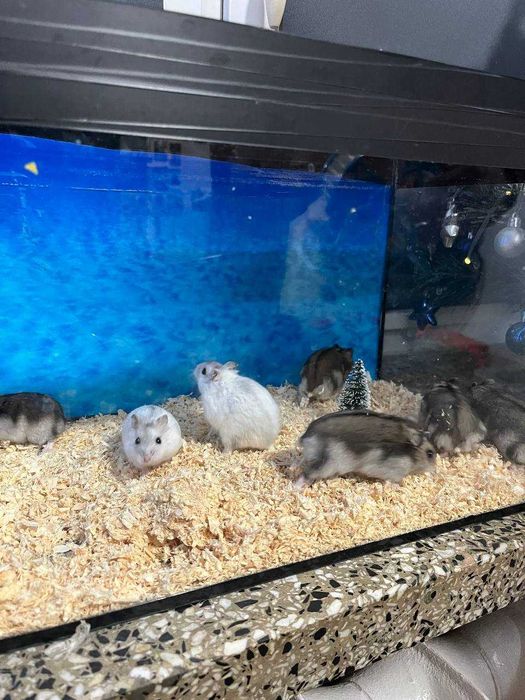 Sprzedam młode chomiki – oswojone i zdrowe