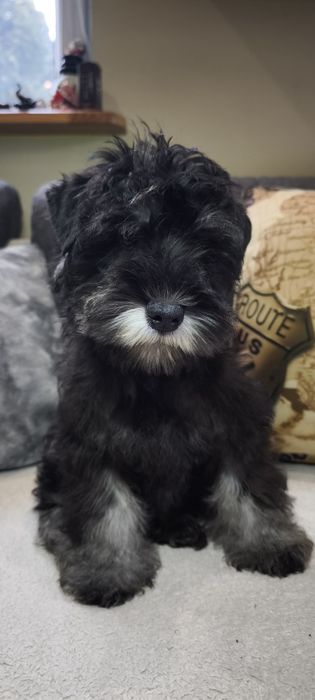 Sznaucer miniaturowy,miniatura