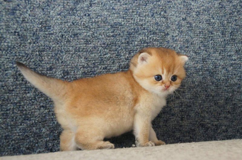 Золотая шиншилла девочки и мальчики