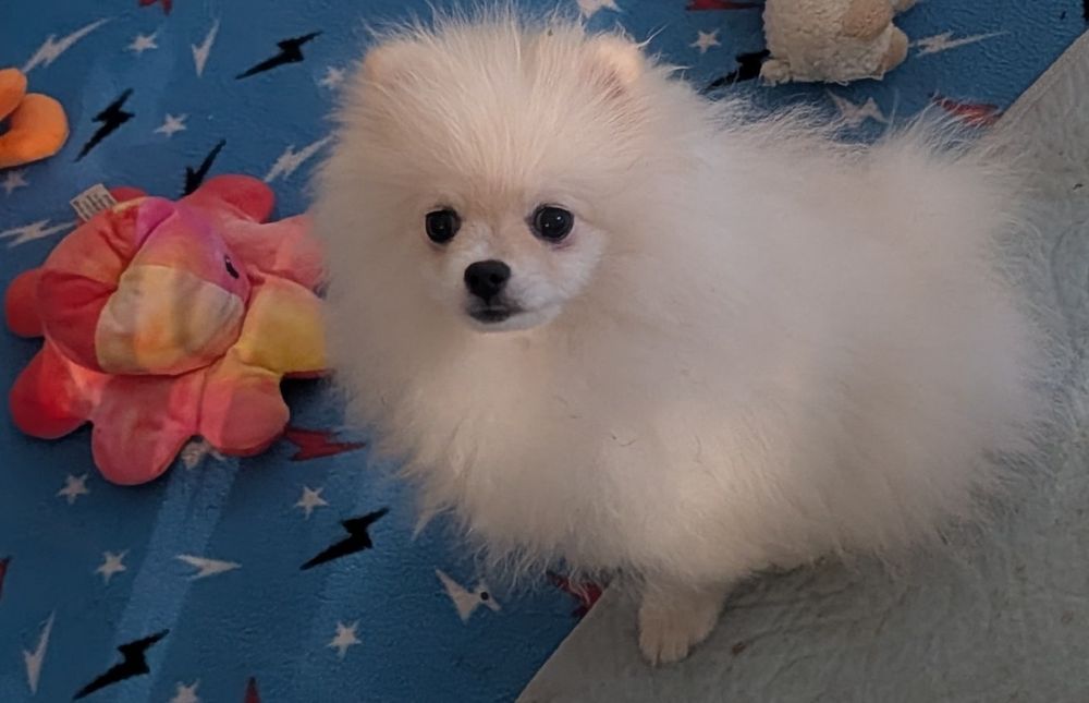 Szpic miniaturowy -pomeranian