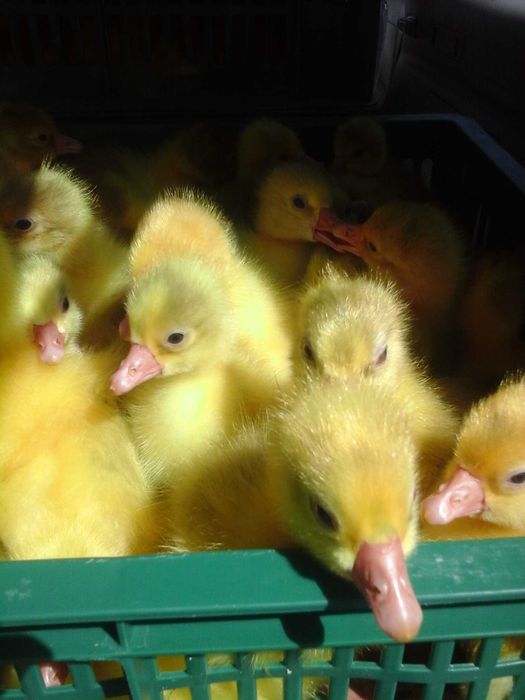 гусята суточные от производителя