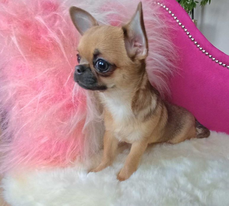 Chihuahua półroczna przepiękna dziewczynka