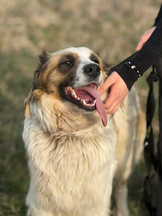 Psia bohaterka Betty szuka domu