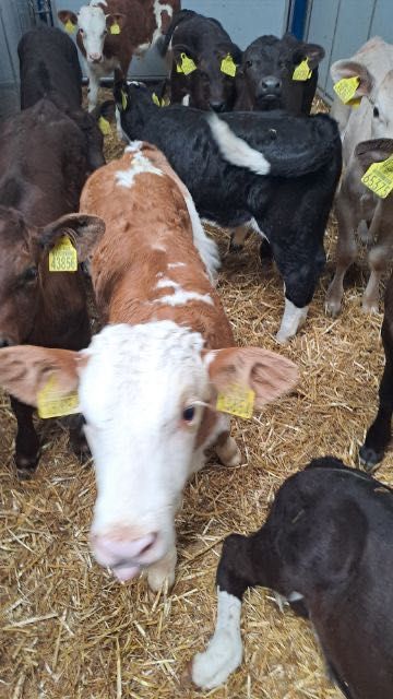 Cielaki mięsne byczki jałóweczki