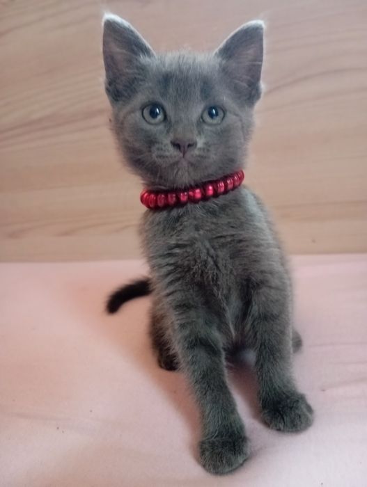 Віддаю кицьку у добрі руки