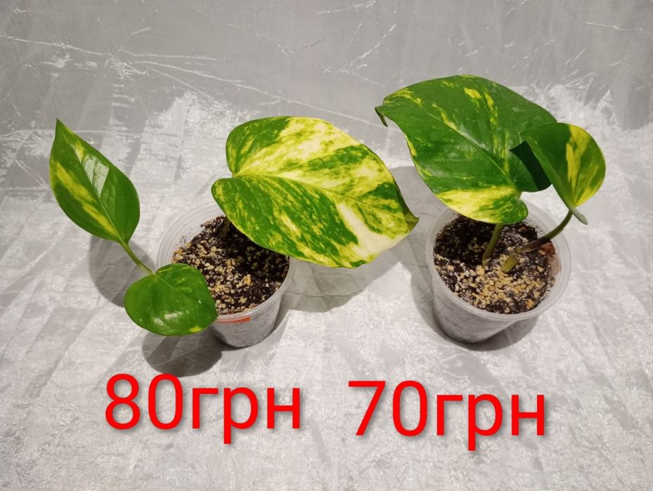 Сциндапсус золотистий