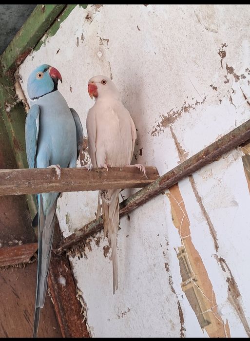 Animais de quinta e aves