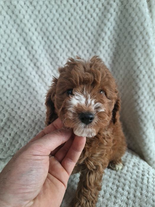 Cavapoo-szczeniak-chlopczyk