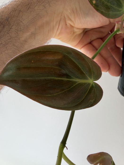 Philodendron Micans