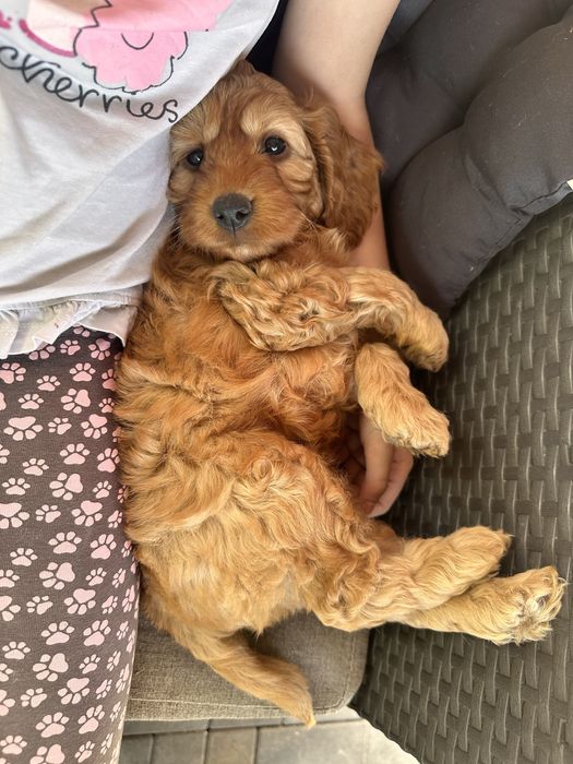 Piesek cockapoo F1 rodzice z badaniami n/n cocker spaniel + pudel miniaturowy