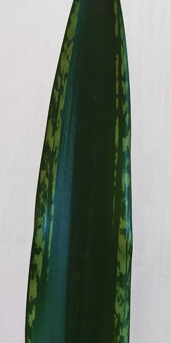 Сансевиерия Бандет Нельсон