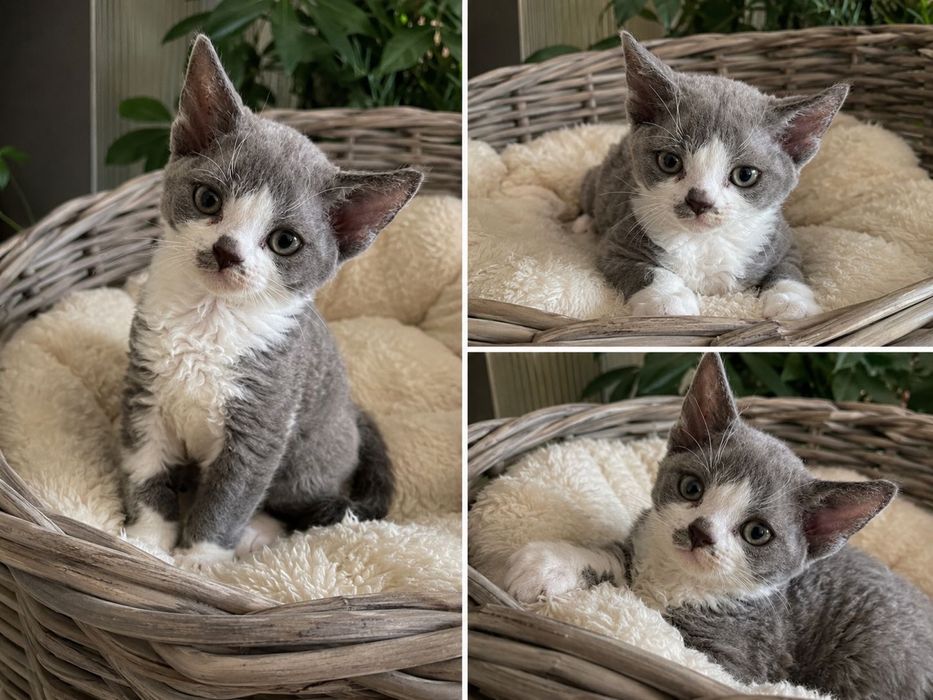 Wyjątkowa kotka devon rex szuka kochajacego domu
