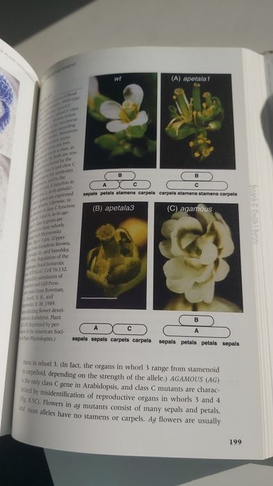 Molecular Genetics of Plant Development - Stephen Howell