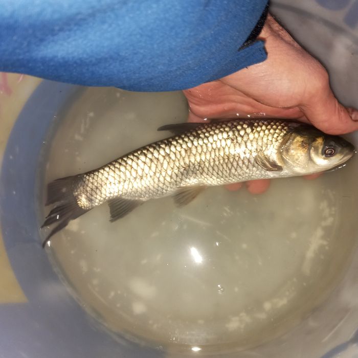 Karp lin Amur itp