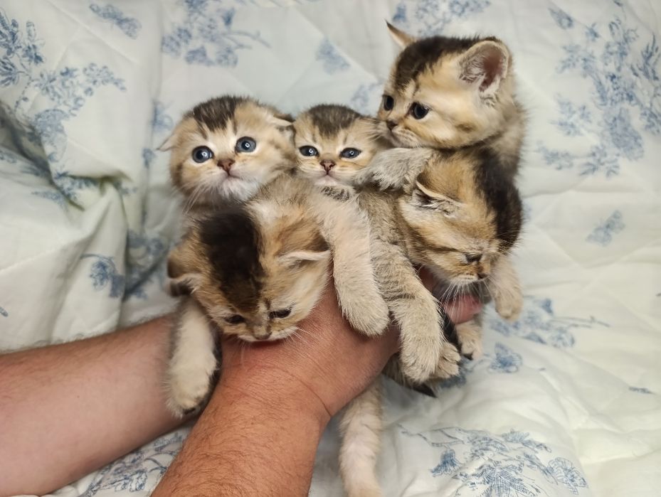 Шотландські кошенята Скоттіш фолд , скоттиш страйт