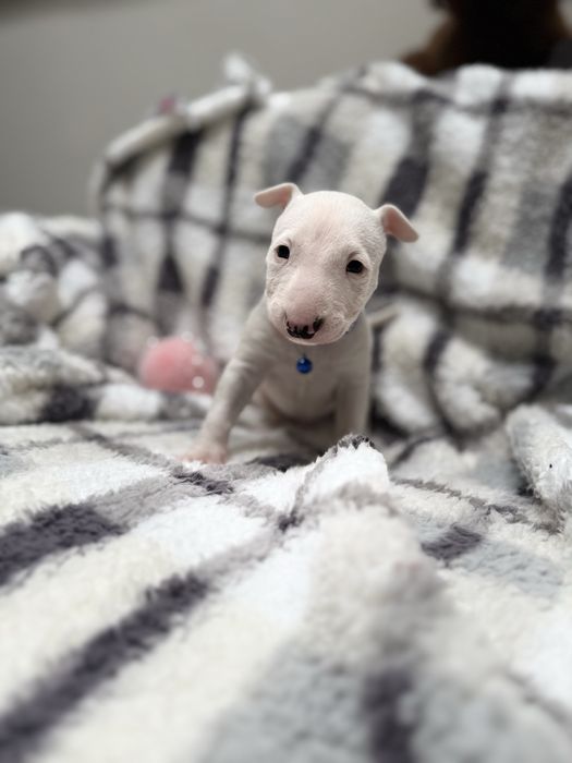 Bulterier miniaturowy chłopak