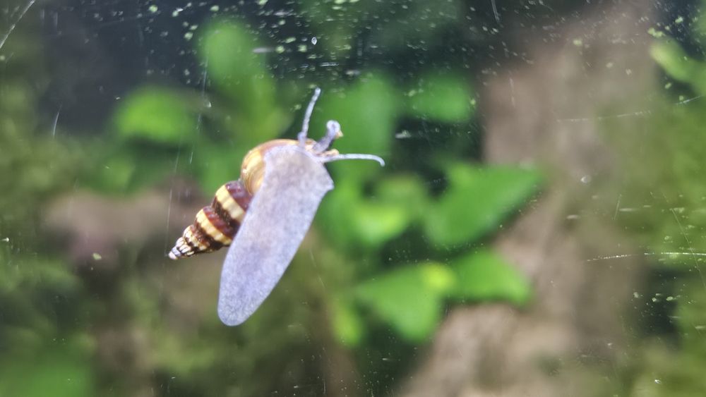 Helenka ślimak akwariowy