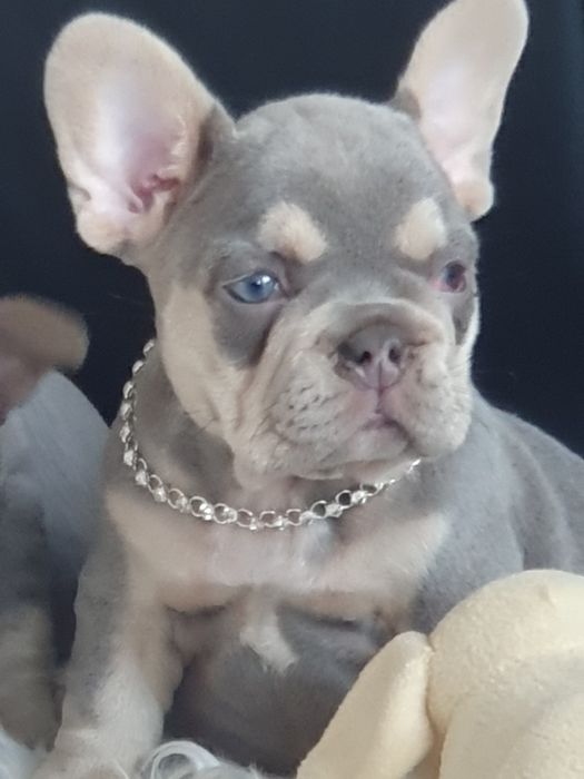 Buldog francuski/Elegandzkie dziewczynki