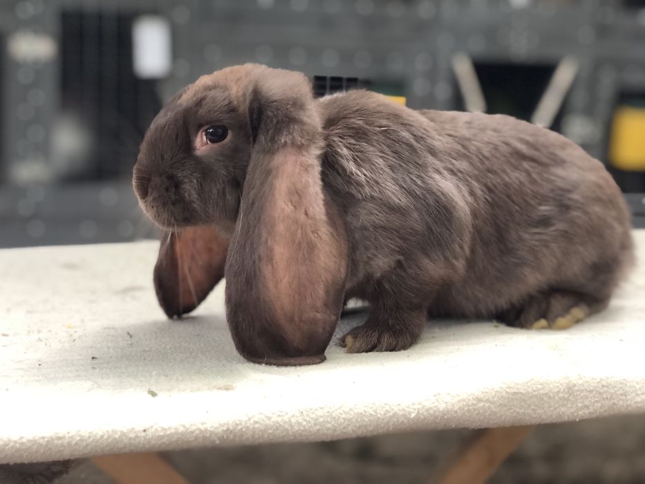 Кролики кролі Французький баран